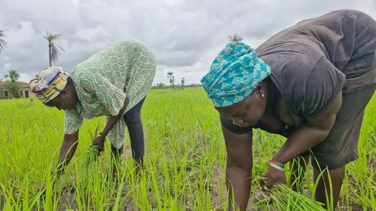 Sénégal : LE GRAND GACHIS DU RIZ LOCAL, ASPHYXIE PAR LES IMPORTATIONS