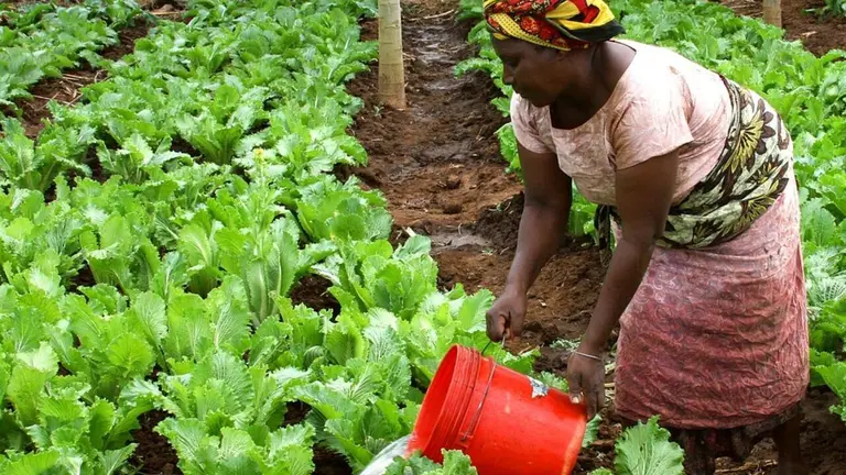 Sénégal : LA FAO FORME LES FEMMES DU MONDE RURAL AUX PRATIQUES AGROECOLOGIQUES