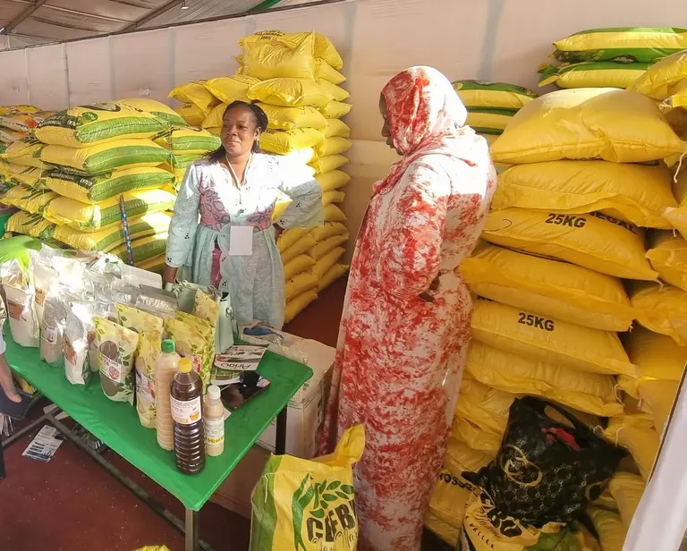 Riz local contaminé : LES SPECIALISTES ALERTENT SUR LES CAUSES ET LES RISQUES SANITAIRES