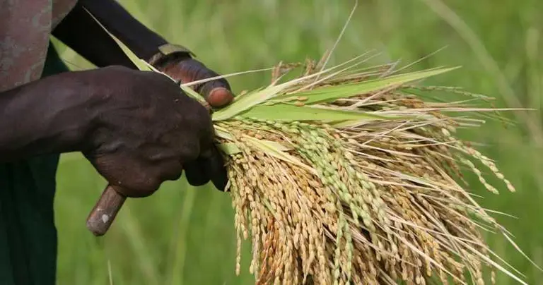 Souveraineté alimentaire en péril : LE CRI D'ALARME DE LA FILIERE RIZ FACE A 250 000 TONNES DE STOCKS FANTOMES